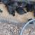 Black copper maran chicks and chickens 6 weeks to 5 months old 9 thumbnail