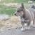 Husky/German shepard 16 thumbnail