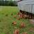 High Production Cinnamon Queen Laying Hens / Chickens 2 thumbnail