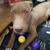 8 months old pitbull 1 thumbnail