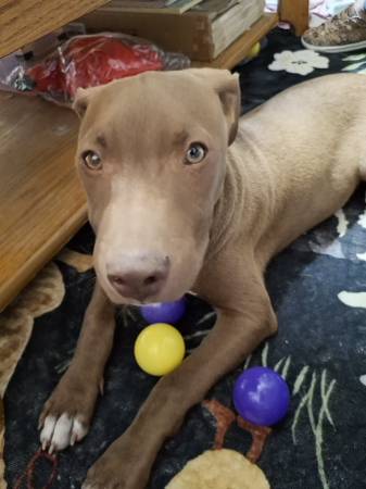 8 months old pitbull 1