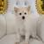 Male Toy Pomeranian Pup! 2 thumbnail