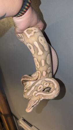 Female ball python (Dallas)63881506903553120