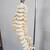Vertebral Model, Flexible Human Spine, on Stand, 36" 3 thumbnail