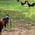 Gamefowl Gallos Finos Game Roosters Chickens 1 thumbnail