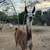 Two male llamas 8 thumbnail