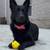 Rehoming German Shepherd 3 thumbnail