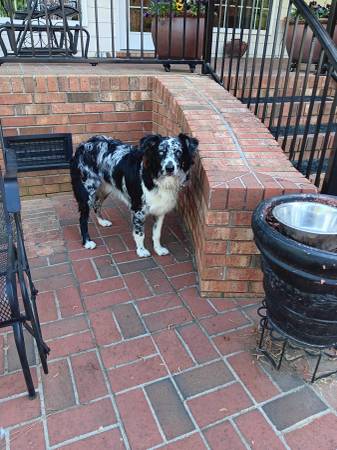 FULL BLOODED MERLE AUSSIE - MAVERICK - FREE! (Hubert)63619037325315123