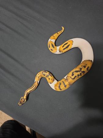 Ball Python 1