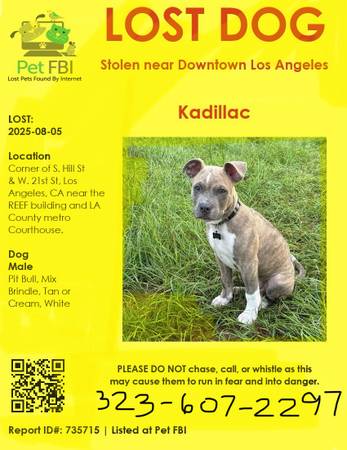 Cachorro Pitbull perdido, ¡por favor ayude! (Los Ángeles)63423574285571122