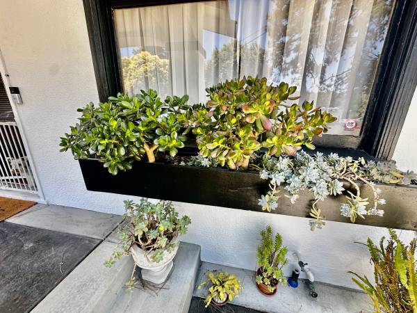 Jade plants 1