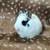 2 Netherland Dwarf 4 thumbnail