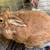 Baby Rabbits! 15 thumbnail