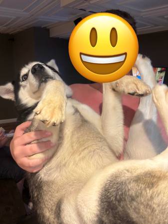 Full blooded husky (Evansville)64147996439811121