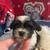 Beautiful biewer yorkies for sale 1 thumbnail