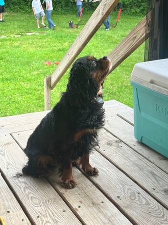 Cavalier King Charles spaniel63663774941057122