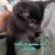 8, 9, 14 week old kittens $20 15 thumbnail