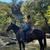 Gentle Trail/ Ranch gelding 1 thumbnail
