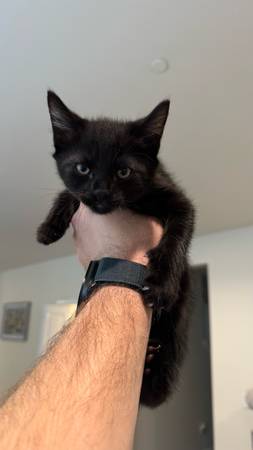 niña de 2 meses (Kent)64184332345729123