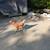 8 Laying Hens 7 thumbnail