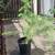 Cedrus deodara 2 thumbnail