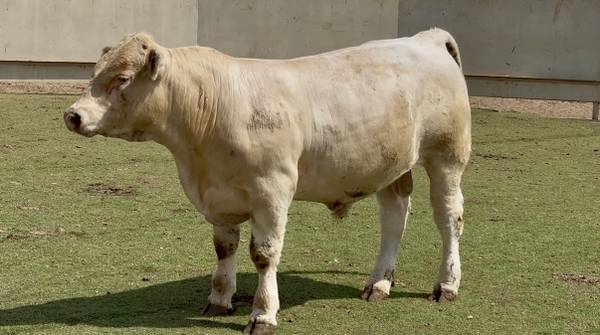 Lot #3235 Charolais Bull Sale or Lease 1
