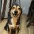 German shepherd mix 2 thumbnail