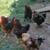 Roosters 1 thumbnail