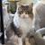 Cat Rehome due to severe allergies 1 thumbnail