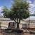 Dragon Trees and Ancient Olive Trees 1 thumbnail