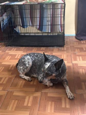Blue Heeler