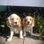 Cocker spaniels 2 thumbnail