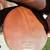 Used STUBBEN All Purpose Fun Saddle - Hunt, Jump & Dressage. 14 thumbnail