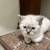 SIAMESE KITTENS 3 thumbnail