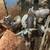 Nigerian dwarf goat 3 thumbnail