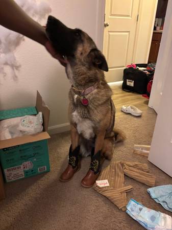 Looking for a forever home 1