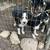 Australian shepherd puppies 1 thumbnail