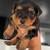Yorkies 3 thumbnail