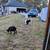 Male and female fainting goats 2 thumbnail