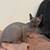 Sphynx young cats 5-7 mon 6 thumbnail