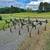 John Deere Chisel Plow 4 thumbnail