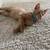 Orange kitten 2 thumbnail