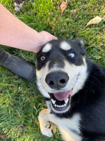 Husky mix (Meadowview)64316950683522122