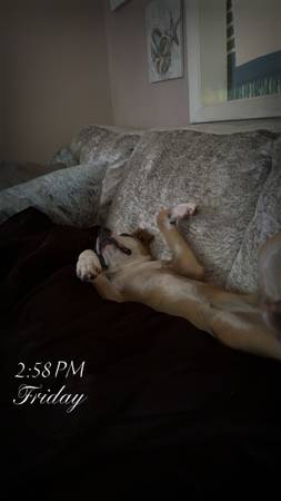 Rehoming Pit Mix (ASAP) (Leesburg)63687863810049122