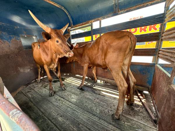 2 VACAS DESAPARECIDAS (Tishomingo)63412077485441122