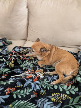 FOUND - BROWN CHIHUAHUA (GLENDALE)64144087986945121