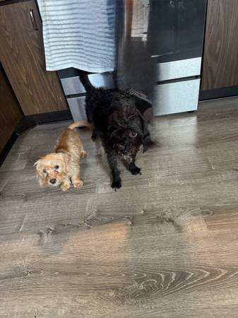Pupies 1
