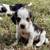 Beagle Puppy / Puppies 10 thumbnail