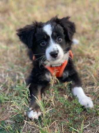 Mini Aussie Puppies (Columbia)63981874257410121