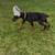 European Doberman pup 5 thumbnail